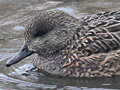 Falcated Duck